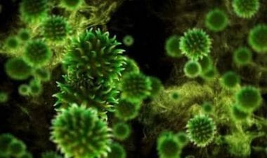 الفطر الأخضر... خطر يستهدف مرضى كورونا