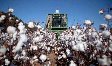 أسعار القطن ترتفع لأعلى مستوى منذ 10 سنوات