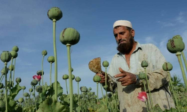 في ظل حكم طالبان... ازدهار تجارة الأفيون في أسواق أفغانستان