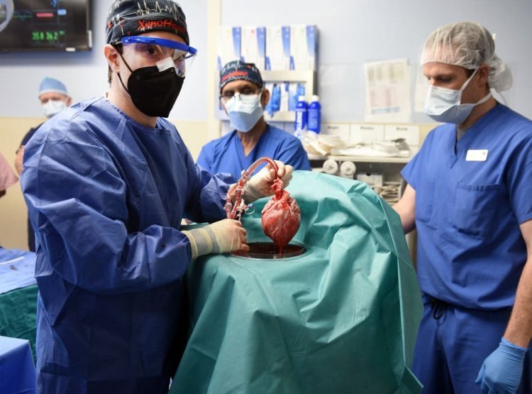 صاحب قلب الخنزير طعن رجلًا قبل سبع سنوات.. وجدل الفرصة الثانية يحتدم