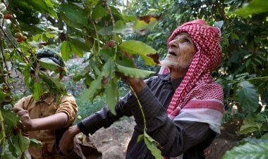 زراعة البن الخولاني.. مهنة تتوارثها الأجيال جنوبي السعودية