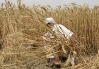 حظر الهند تصدير القمح... يزيد من مخاوف انعدام الغذاء العالمي
