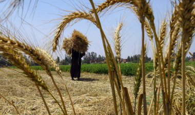 وول ستريت جورنال: أزمة الخبز في مصر توقظ مخاوف قديمة من اضطرابات سياسية