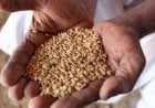 رغم أزمة القمح... مزارعون سودانيون يجدون صعوبة في تصريف إنتاجهم