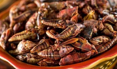 لتخفيف الآثار البيئية... كيف يروِّج الغرب لأكل الحشرات بدلًا من اللحوم؟