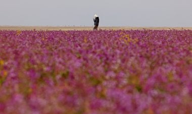 بالصور... سهول زهرة الخزامى البرية تصبغ صحراء السعودية باللون الأرجواني