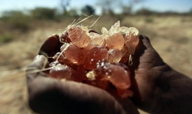 ما تأثير حرب السودان في شركتي بيبسي وكوكاكولا؟