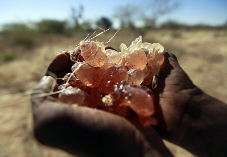 ما تأثير حرب السودان في شركتي بيبسي وكوكاكولا؟